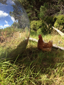 weroderwievielebinich